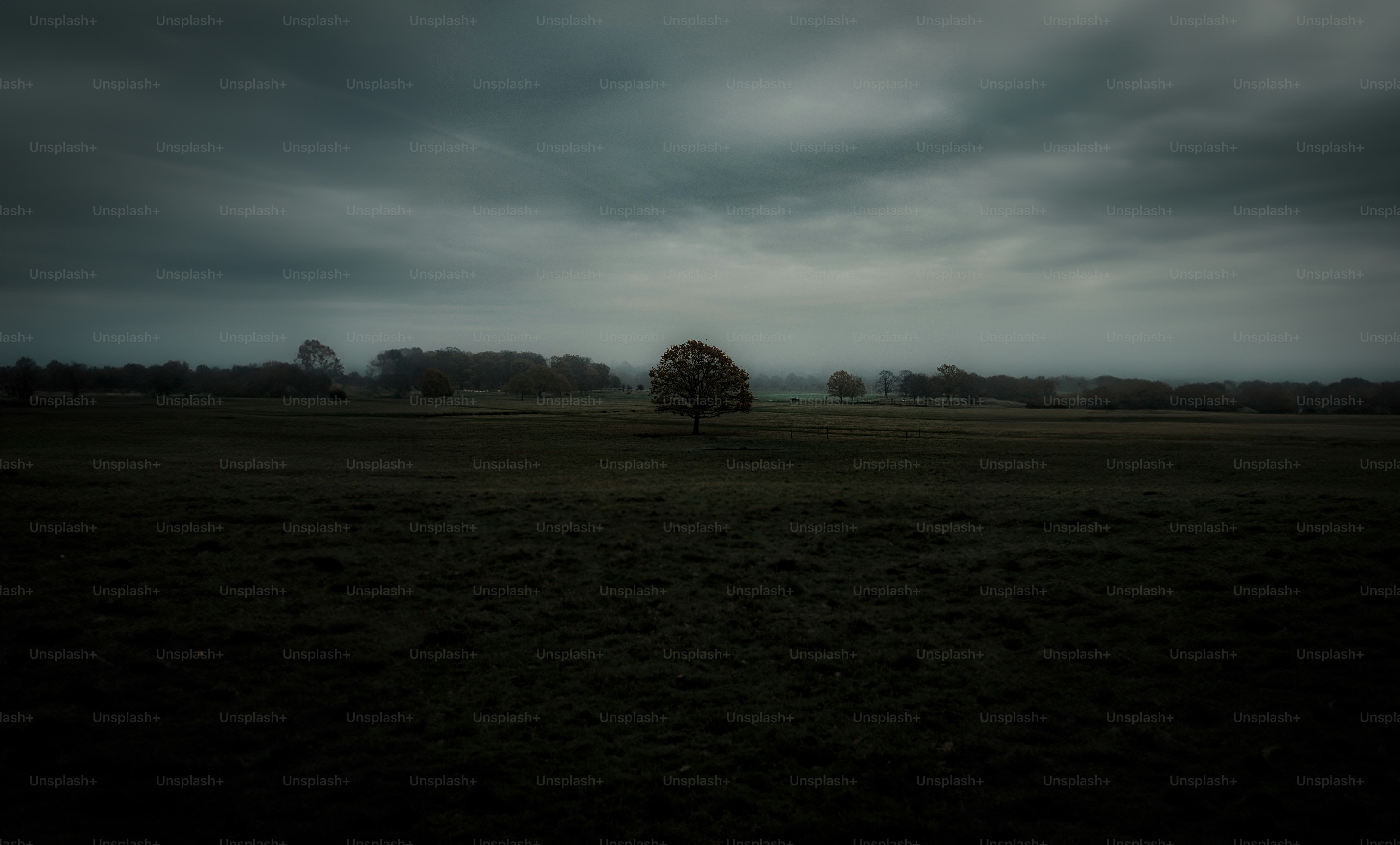 moody foggy morning with dark shadows and greens